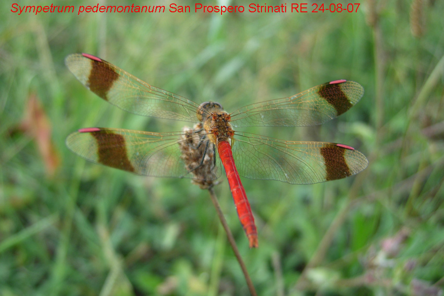 Troppo bella... Sympetrum pedemontanum